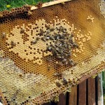Beekeeper's view. April 2012