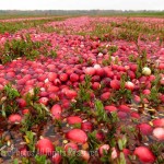 Cranberry fields 2