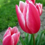 G. pink tulips