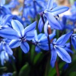 Scilla flowers (back view)