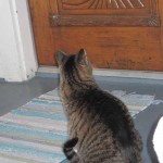 cat at ornate door