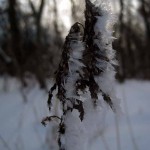 frosty prairie plant