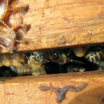honeybees hive H