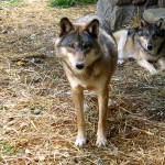 2 wolves. MN Sept. 2012