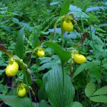 5 yellow lady's slippers. May 2012