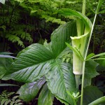 Jack-in-the-pulpit with ferns, bedstraw, mayapples. May 2012