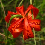Michigan lily from above. Jul 2012