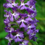 Purple fringed orchid. July 2012