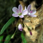 Spring beauty (horz). IA Apr. 2012