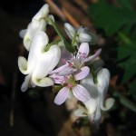 Spring beauty with Squirrel corn. 2012
