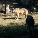 Sun wolf, shade wolf. MN Sept 2012