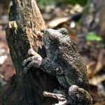 Tree frog, left side (vert) Jul 2012