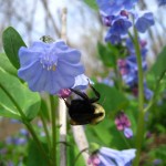 bumblebee on bluebell, IL
