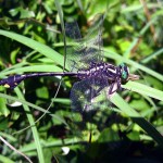 clubtail, dragonfly. Jun 2012