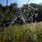 damaged spider web. Aug. 2012