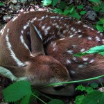fawn curled up2. IA May 2012