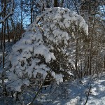 heavy snow on cedar. Elkader, IA Feb 2013