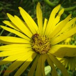native bee on compass flower