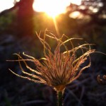 sunset on pasqueflower seedhead, IA Apr 2012