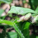 treefrog, green1. May 2012. Iowa