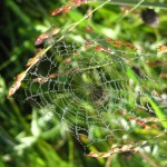 web in grass. Aug 2012