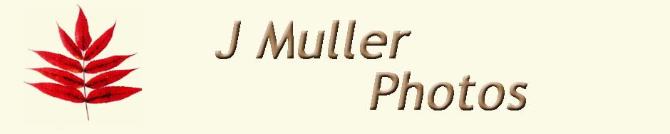 J Muller B Photos