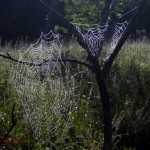 2 spider webs in tree. Aug 2012, IA
