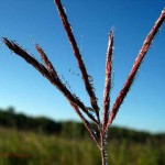 Big bluestem with dew. Aug 2012