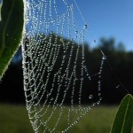 Spider Web photo on Compass plant (vert). Aug 2012