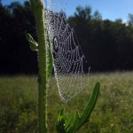 Web on Compass plant1 Aug. 2012