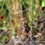 beads of dew. Aug. 2012