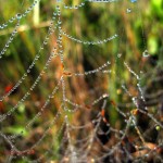 beads of dew2. Aug 2012