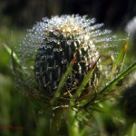 dew on native thistle (horz). Aug 2012
