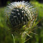 dew on native thistle (vert). Aug 2012