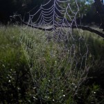 shining web in tree. Aug 2012